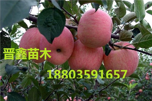红富士苹果苗，各规格苹果树，8公分苹果树，5公分果树，苹果苗