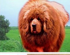 出售藏獒南阳藏獒大敖君藏獒