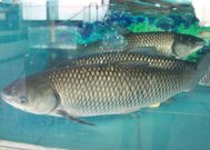 草鱼苗批发价格