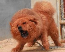出售在藏獒婷婷藏獒亭亭立立藏獒