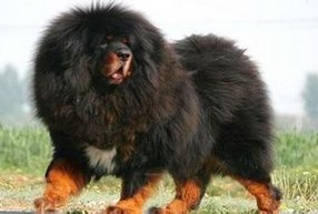 藏獒沱江藏獒沱江君獒藏獒出售