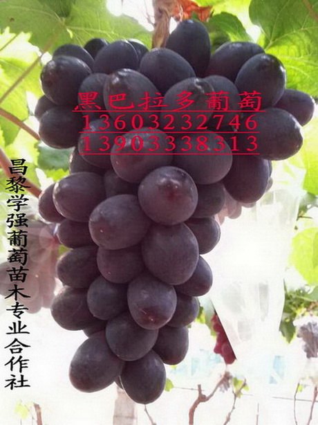 黑芭拉多葡萄苗