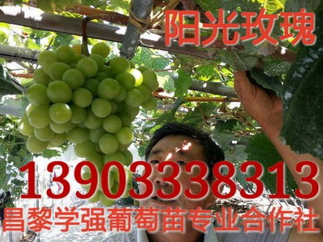 阳光玫瑰葡萄苗