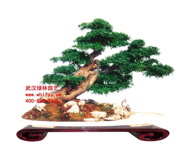供应供应优质对节白蜡盆景，“盆景之王”，收藏价值高