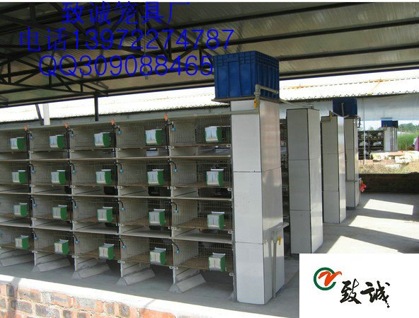 地板砖兔笼|地板砖笼|致诚笼具厂