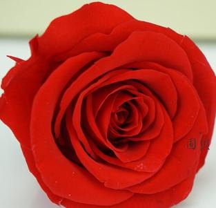 保鲜花的花材