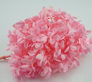 保鲜花花材绣球