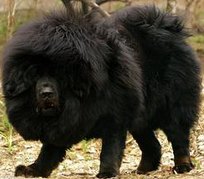 藏獒英豪藏獒英雄豪杰藏獒出售