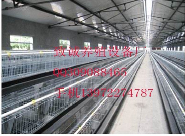 蛋鸡笼_致诚笼具厂