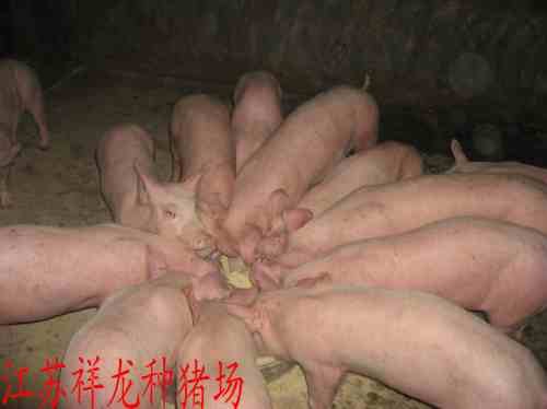 三元仔猪价格