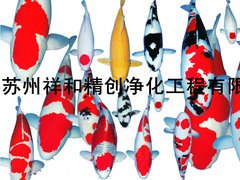 苏州服务好的鱼池水处理推荐