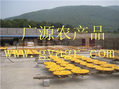 秋分过后，天气转凉，广西桂林柿饼产区晒饼忙
