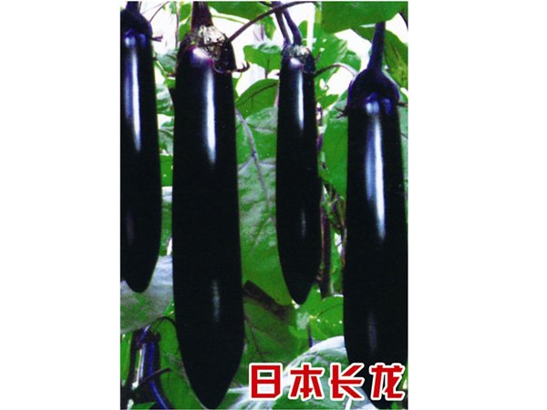 优质早熟耐贮运商品性好茄子种子—寿光万盛种业