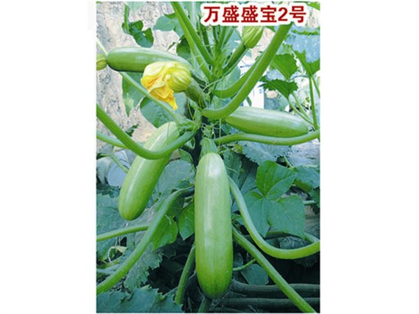 雌花多成瓜率高膨瓜快商品性好西葫芦种子—万盛盛宝