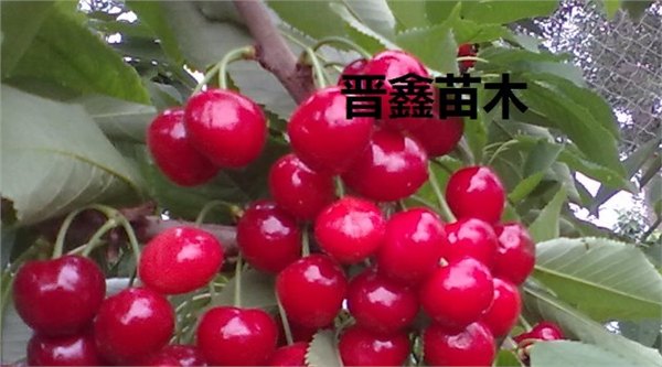 樱桃树，核桃树，果树，海棠，柿子树，山楂树，梨树，紫叶李