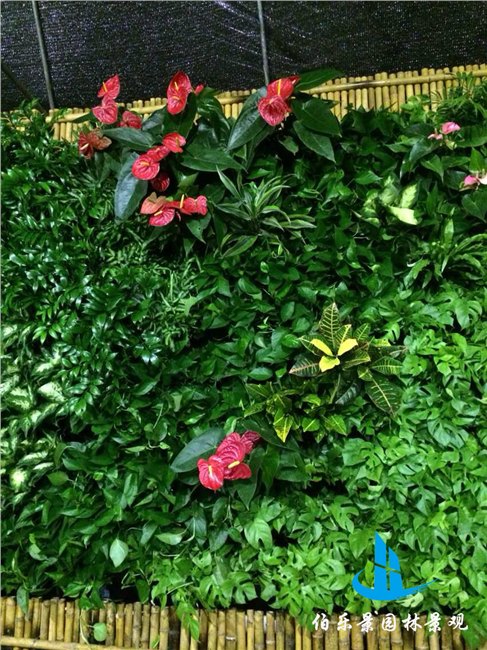 厦门植物墙|厦门植物墙设计哪家好？伯乐景首选