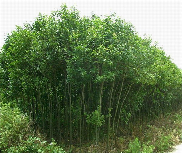 【壹顺供应】合肥大叶女贞，宣城大叶女贞价格，芜湖