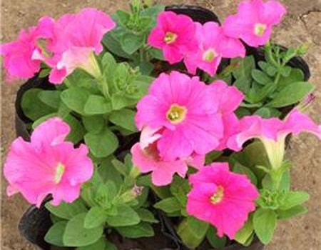 【矮牵牛种植基地】宿根花卉种植基地//山东宿根花
