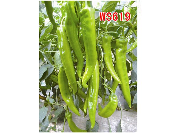 早熟无限生长型大果型尖椒种子——WS619
