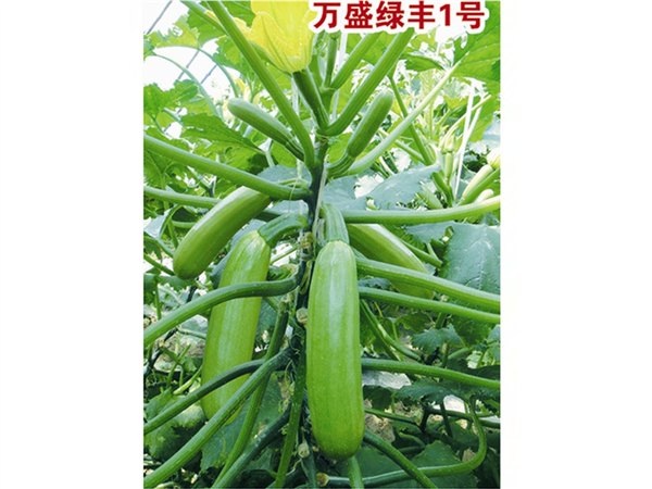 中早熟耐低温根系发达抗病性好西葫芦种子—万盛绿丰