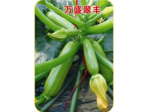 瓜条顺直瓜纹细腻瓜色嫩绿光泽度好西葫芦种子—万盛
