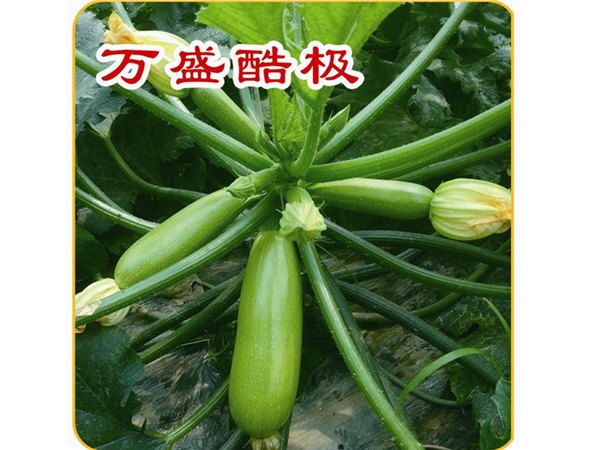 植株长势强瓜秧生长协调瓜码密易座瓜西葫芦种子—万