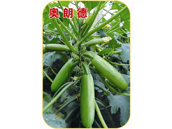 雌花多易座瓜膨瓜快产量高西葫芦种子—奥朗德