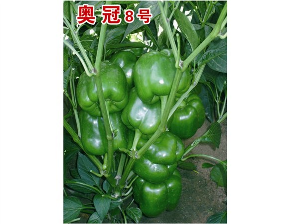 荷兰引进灯笼形大果型甜椒种子——奥冠8号