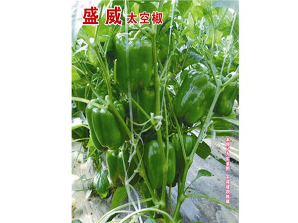 荷兰引进早熟长灯笼形甜椒种子——盛威太空椒