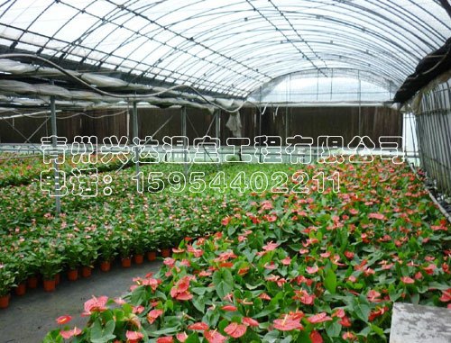 （花卉温室建设）专业花卉温室建设找青州兴达温室工