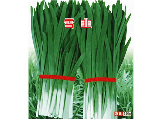 生长速度快冬季不回青韭菜种子——宽叶雪韭