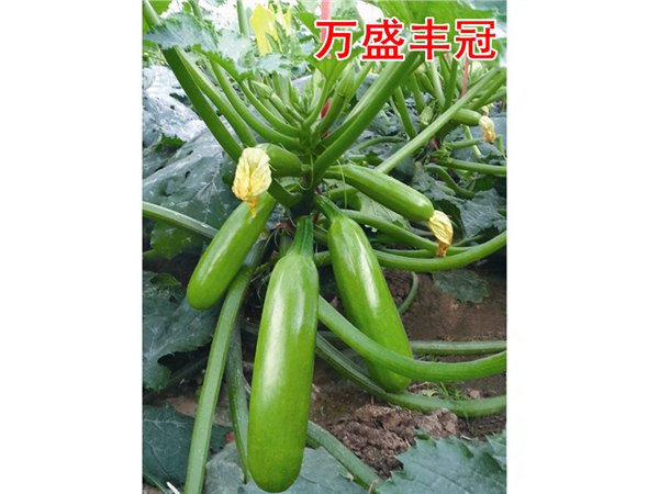 越冬翠绿油亮西葫芦种子——万盛丰冠