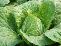山东蔬菜购销—青州盛宏果蔬专业合作社