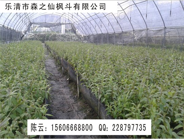 森仙草铁皮枫斗 森仙草铁皮仙草  森仙草铁皮石斛   铁皮石斛  铁皮