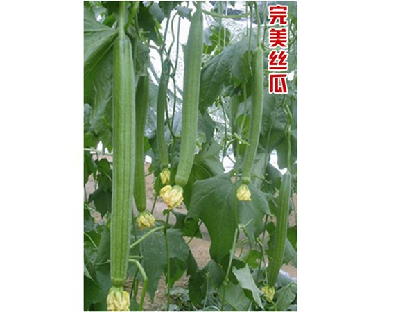 长势强耐低温丝瓜种子——完美丝瓜