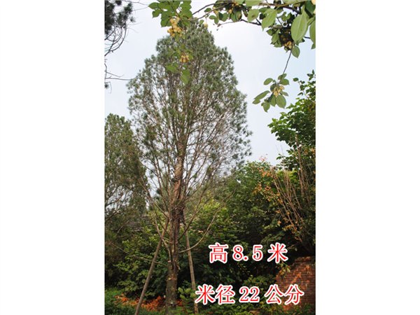 泰山国林园艺提供当今最好的白皮松价格
