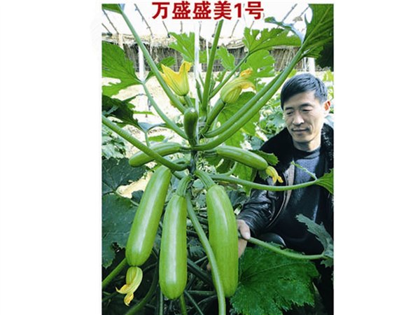 油亮翠绿型抗病强光合效率高西葫芦种子——万盛盛美