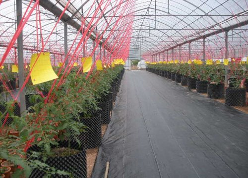 福建无土栽培种植槽|厦门黑土农业科技有限公司