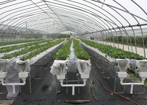 福建立体种植架 |厦门黑土农业科技有限公司