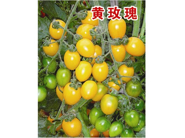 抗TY无限生长型樱桃番茄种子——黄玫瑰
