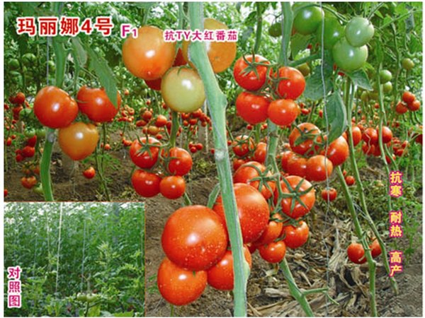 批发抗TY无限生长型红果番茄种子——玛丽娜4号