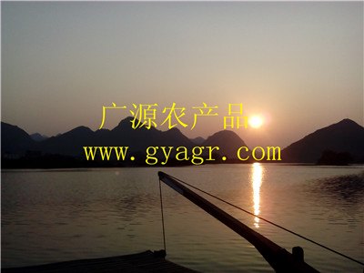 广西桂林柿饼2014年开盘价格居高不下