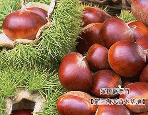 板栗苗批发，种板栗苗丰产技术由海天提供