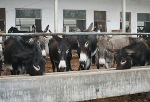 常年供应肉驴肉驴苗品种驴包教技术养殖启航牧业