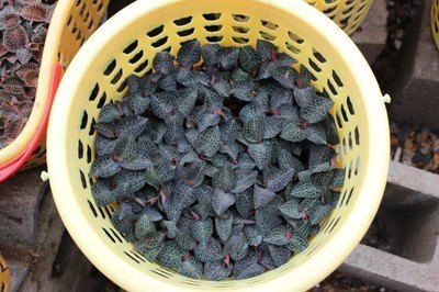 【荐】最好的金线莲价格