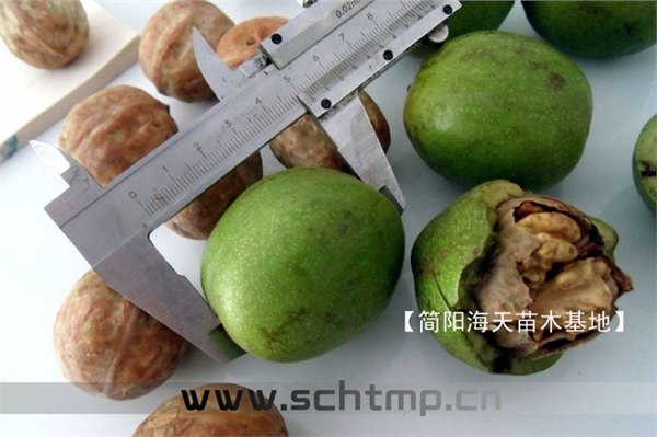 新新2号核桃苗木基地批发价格,海天农牧苗木适合四川种植的核桃