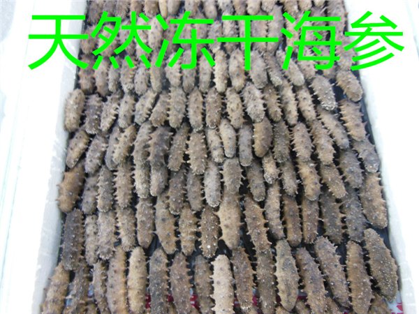 烟台专业的冻干海参批发|芝罘哪里好