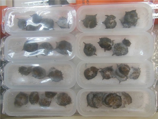 烟台价位合理的辽参入味即食海参批发供应 出售辽参