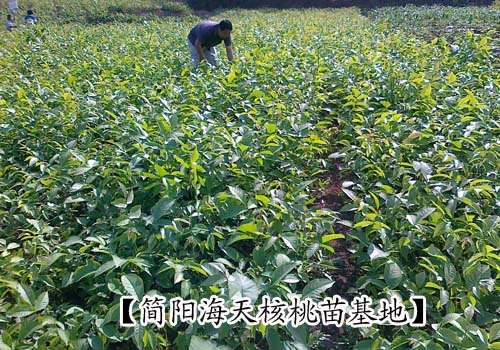 不用嫁接，直接种植，1-2年结果，最好的核桃苗