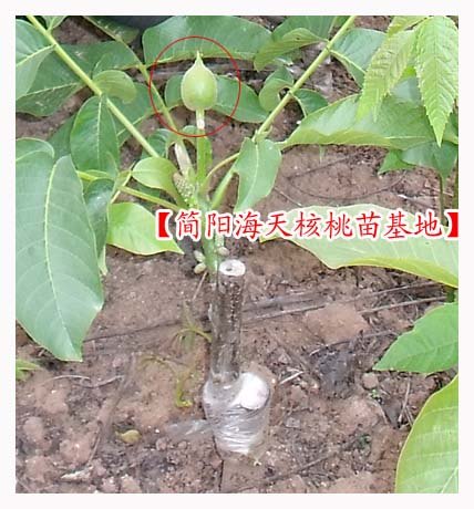 核桃苗1-2年能挂果，最近种植核桃选海天农牧